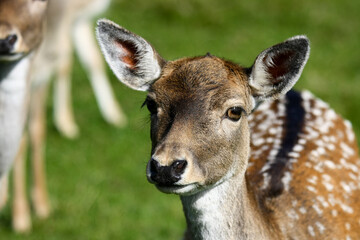 Reh blickt in die Kamera