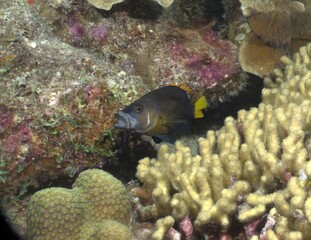 Black Hamlet fish on the reef