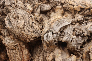 meli-mélo de racines