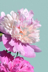 pink orient and white peony