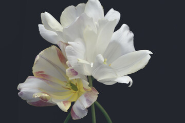 Fototapeta na wymiar White tulip in dark gray background