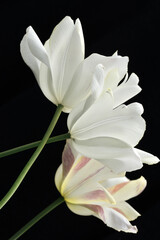 White tulip in dark background