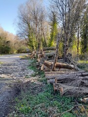 Madera apilada en un bosque de Galicia