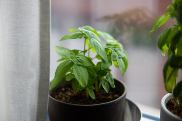 Fresh Basil in Window