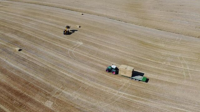 British Agricultural and Harvesting Fields Farms at Sunset Time. High Angle Footage taken with drone's camera on a hot summer day of England. Agricultural Farms and Working Machines at Dunstable Downs