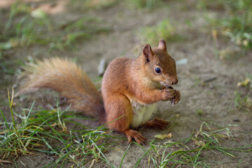 Naklejka na ściany i meble A red squirrel with a fluffy tail sits on the ground during the day