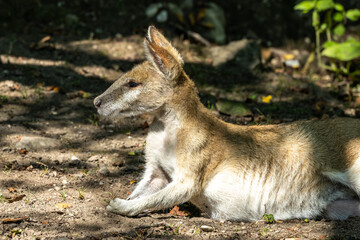 The agile wallaby, Macropus agilis also known as the sandy wallaby