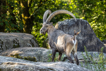 Male mountain ibex or capra ibex on a rock living in the European alps