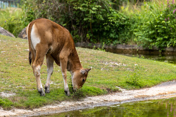 Banteng, Bos javanicus or Red Bull is a type of wild cattle.