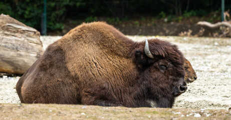 American buffalo known as bison, Bos bison in a german park