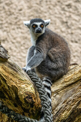 The ring-tailed lemur,Lemur catta with white ringed tail is the most known lemur