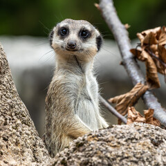 Meerkat, Suricata suricatta sitting on a stone and looking into the distance