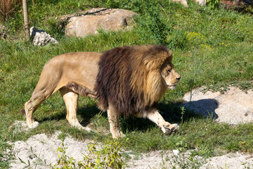 The lion, Panthera leo is one of the four big cats in the genus Panthera