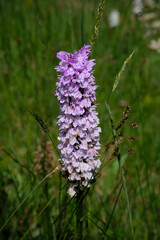 Small pink flower of wild meadow orchids in France