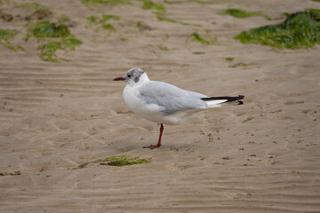 Luc-Sur-Mer, France - 08 04 2022: A seagull standing on one leg on the beach