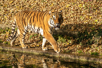 The Siberian tiger,Panthera tigris altaica in the zoo