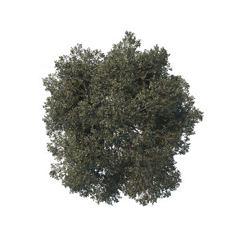 high quality trees from top view realistic 3d render illustrations for architectural landscape planning