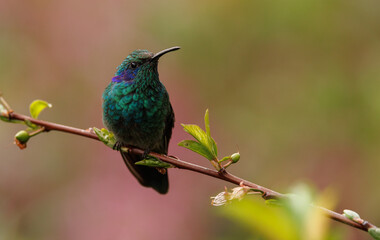 A hummingbird in Costa Rica 