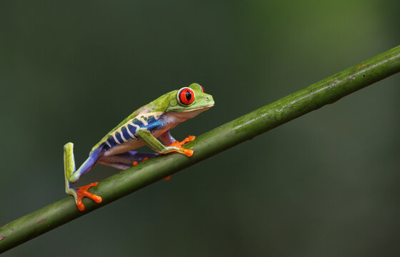 A red-eyed tree frog in Costa Rica © Harry Collins