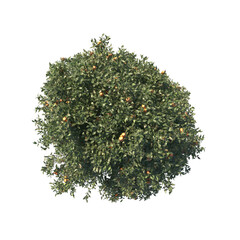 high quality trees from top view realistic 3d render illustrations for architectural landscape planning