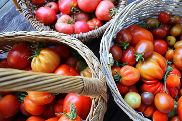 Fresh colorful ripe heirloom tomatoes in baskets over wooden background, top view