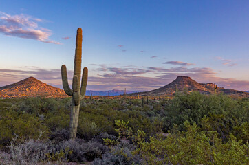 Desert Sunrise Landscape In A Scottsdale AZ Desert Preserve