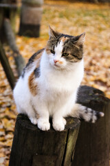 Autumn cat