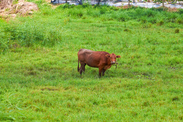 A farming ox on a field in the countryside