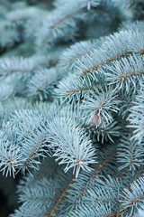 Naklejka na ściany i meble Branches of a coniferous tree. Blue spruce. Creative vintage background.