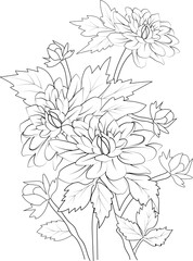 black and white flower dahlia isolated hand drawn illustration engraved ink art, coloring page for adult