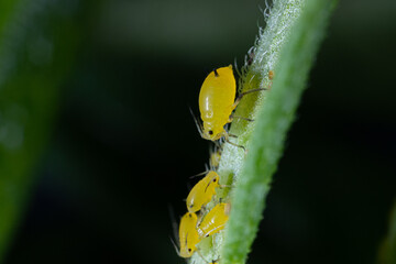 macro shot of oleander aphids, milkweed aphids, or yellow aphids, side view