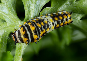 close up of a swallowtail caterpillar in mid stage