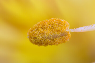 Yellow flower anther polen macro photography - obrazy, fototapety, plakaty