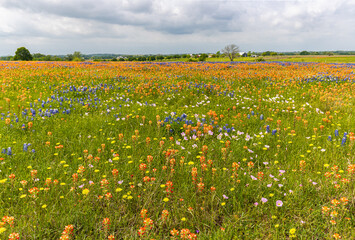 Wildflowers Covering  Hill Top in Washington, Texas, USA © Billy McDonald