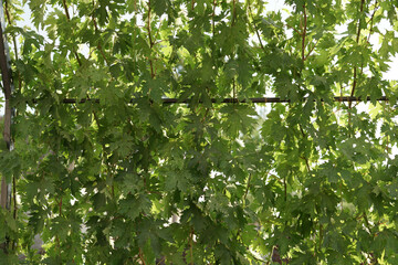 Background of grape leaves against the blue sky. Creative vintage background.
