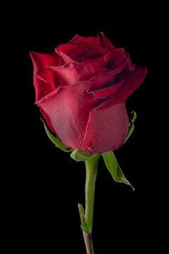 Red rose bloom with side light and black background