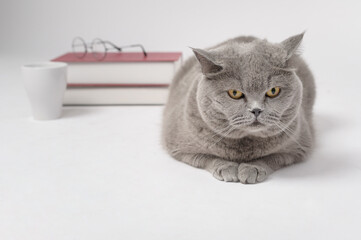 A Portrait of Scottish fold lovely cat with text back on white studio background , Education concept .