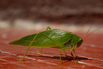 Insecto Hoja
