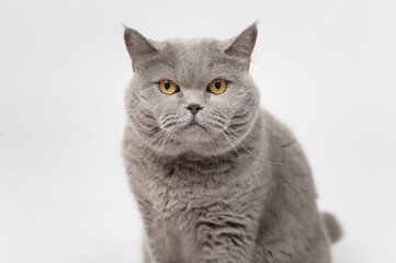 Obraz premium Portrait of A Scottish fold lovely cats on white studio background