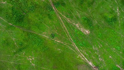 Fototapeta na wymiar Aerial view of green pasture on a sunny day. Beautiful green area of agricultural land or grazing in the rainy season of northern Thailand.