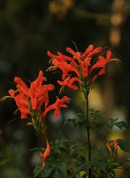 Red flowers of Cape honeysuckle (Tecoma capensis) 