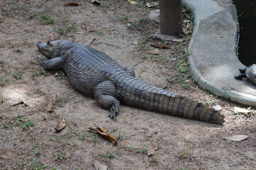 Obraz premium Jacaré