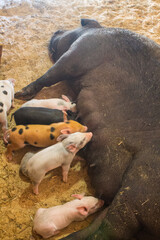 A group of little piglets suck the nipples of a pig mom and drink milk in a barn close-up © Inna