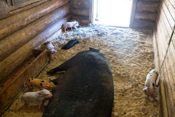A group of little piglets suck the nipples of a pig mom and drink milk in a barn close-up