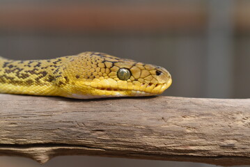 Timor Python (Malayopython timoriensis)