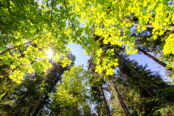 Lush Green Rain Forest in Pacific Northwest. MacMillan Provincial Park, Vancouver Island, BC, Canada. Nature Background