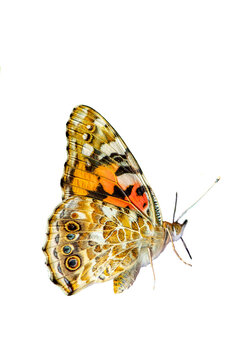 Bunter Schmetterling