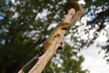 Timor Python (Malayopython timoriensis)