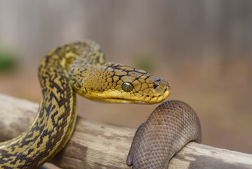 Timor Python (Malayopython timoriensis)