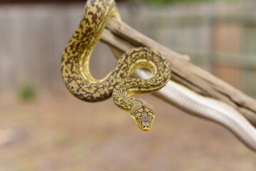 Timor Python (Malayopython timoriensis)